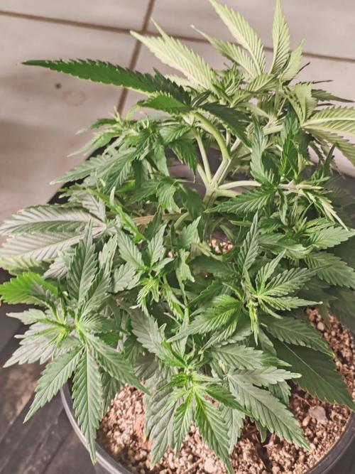 Cookies Gelato Feminized 🍪 🍦. Week 7