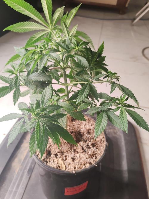 Special Kush #1. Week 7