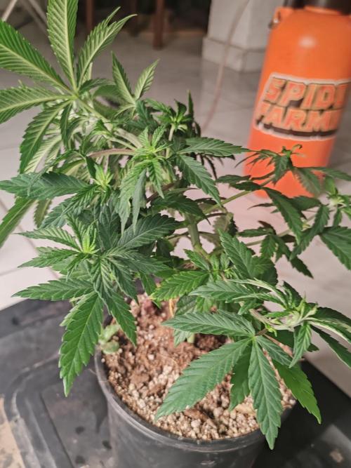 Special Kush #1. Week 7