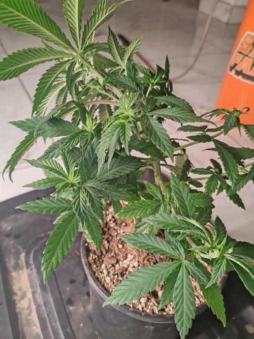 Special Kush #1. Week 7