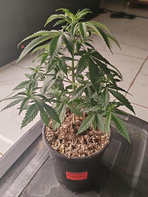 Special Kush #1. Week 7