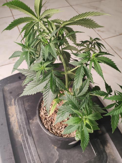 Special Kush #1. Week 7