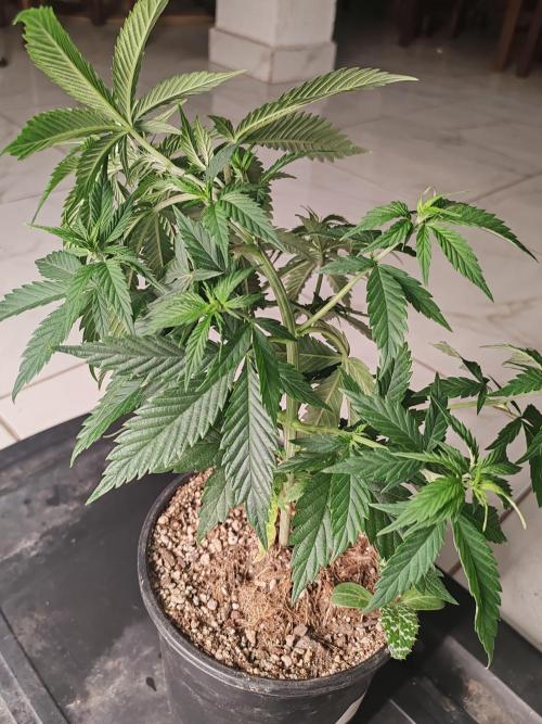 Special Kush #1. Week 7