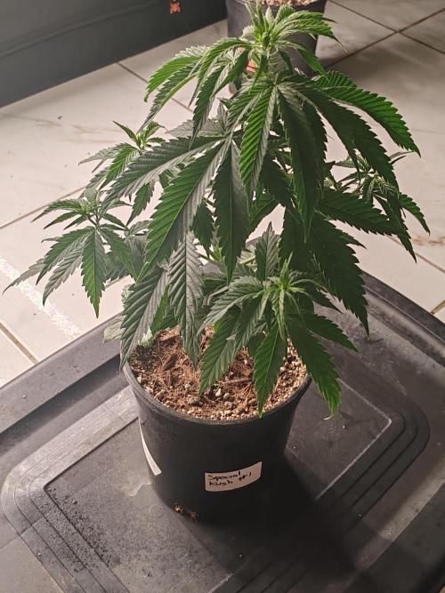 Special Kush #1. Week 7