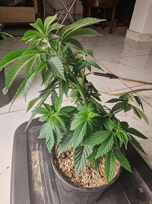 Special Kush #1. Week 7