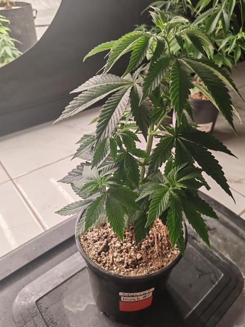 Special Kush #1. Week 7