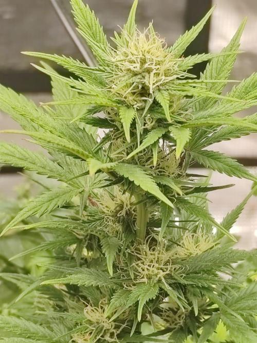 Royal Cookies 🍪 🤤. Week 8