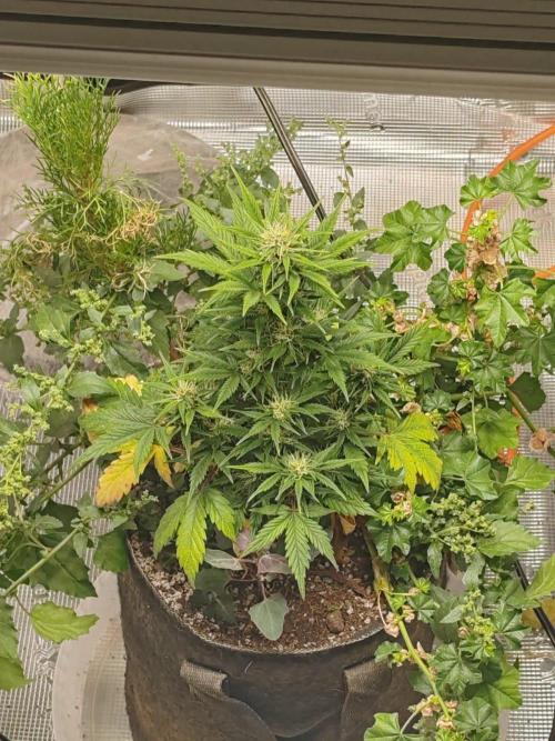 Royal Cookies 🍪 🤤. Week 8