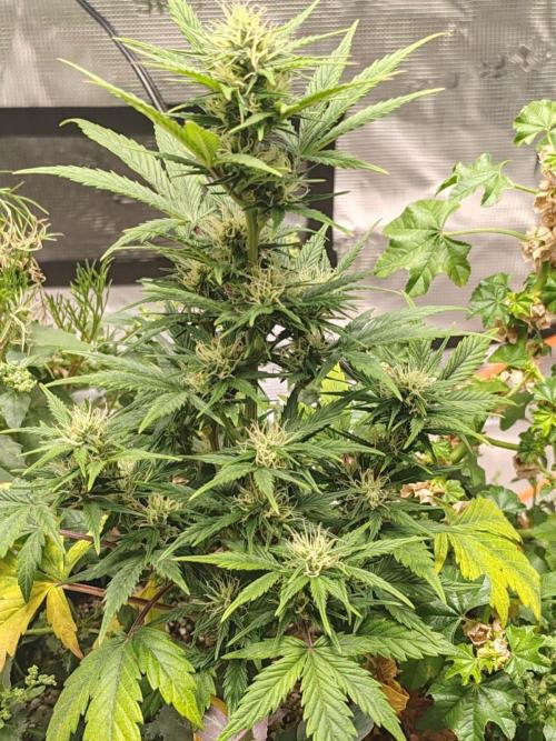 Royal Cookies 🍪 🤤. Week 8