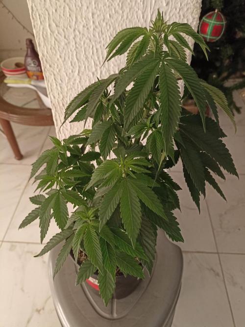 Special Kush #1. Week 8