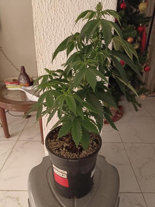 Special Kush #1. Week 8