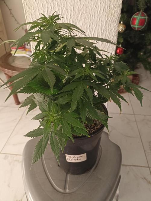 Special Kush #1. Week 8