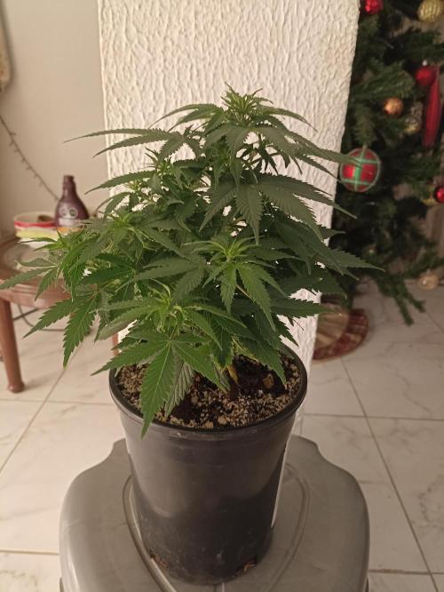 Special Kush #1. Week 8