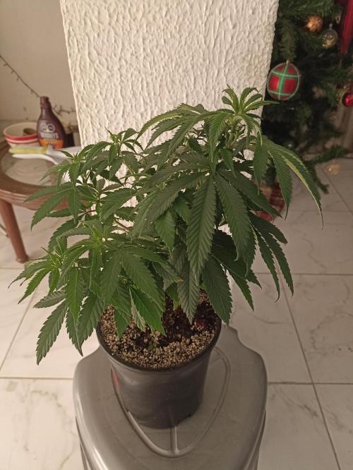 Special Kush #1. Week 8