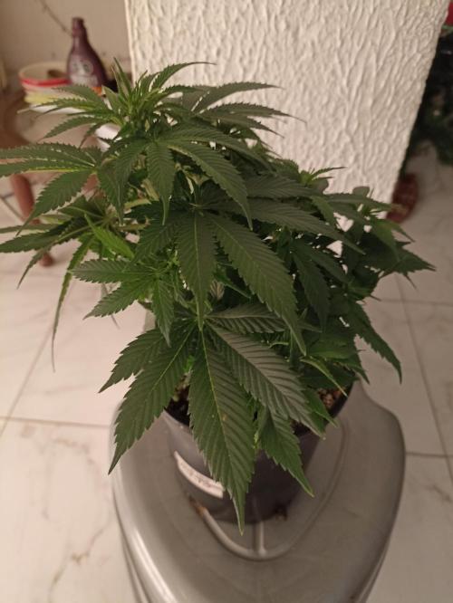 Cookies Gelato Feminized 🍪 🍦. Week 8