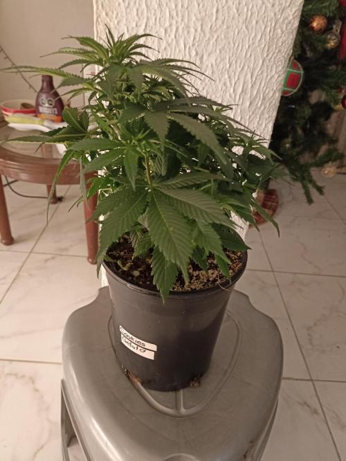 Cookies Gelato Feminized 🍪 🍦. Week 8