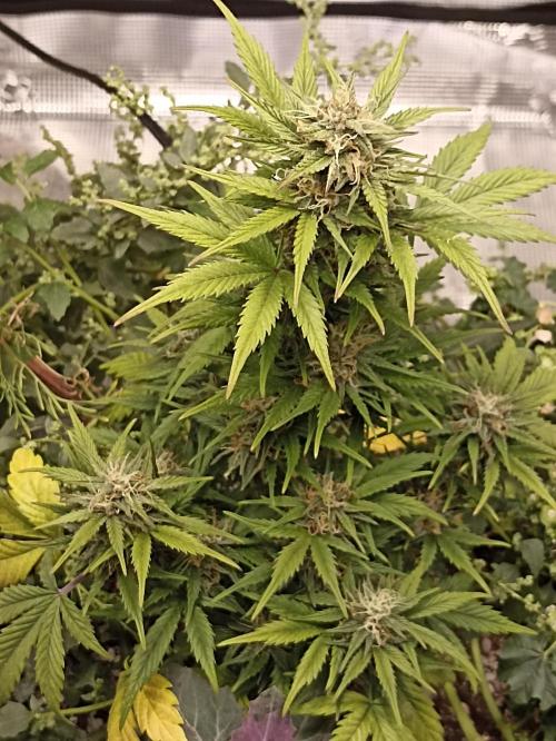 Royal Cookies 🍪 🤤. Week 9