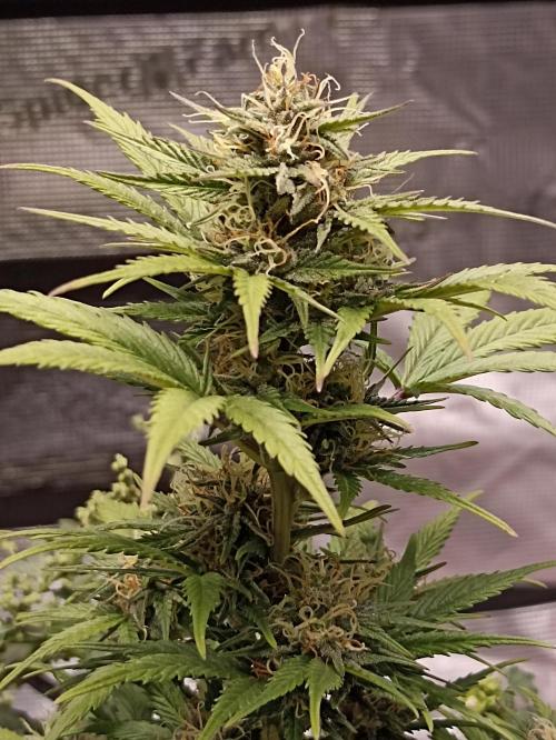 Royal Cookies 🍪 🤤. Week 9