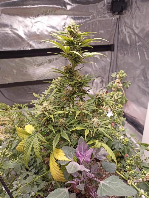 Royal Cookies 🍪 🤤. Week 9