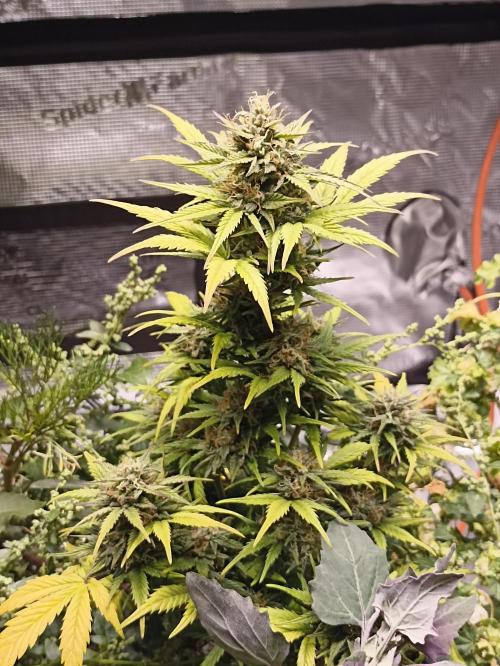 Royal Cookies 🍪 🤤. Week 10