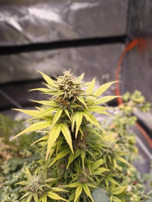 Royal Cookies 🍪 🤤. Week 10