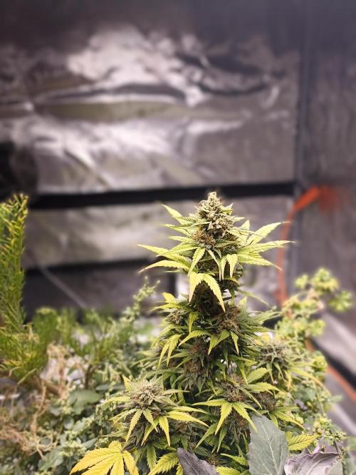 Royal Cookies 🍪 🤤. Week 10