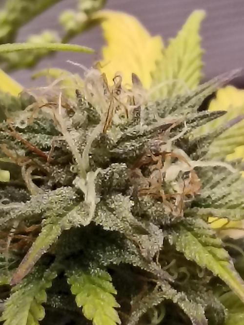 Royal Cookies 🍪 🤤. Week 10