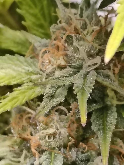 Royal Cookies 🍪 🤤. Week 10