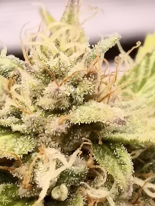 Royal Cookies 🍪 🤤. Week 10