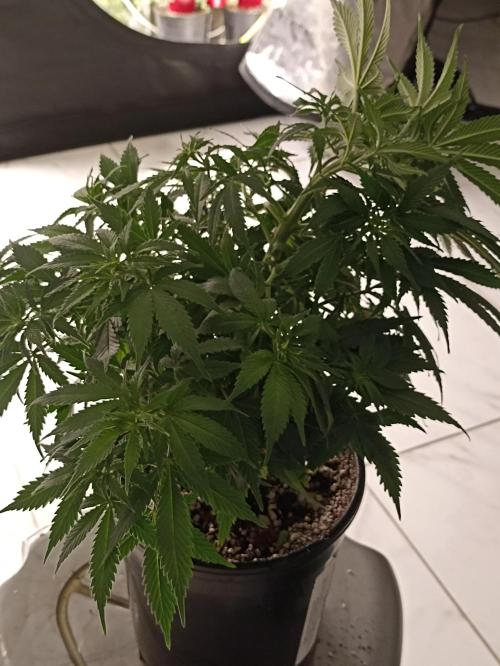 Cookies Gelato Feminized 🍪 🍦. Week 9