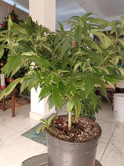 Special Kush #1. Week 9