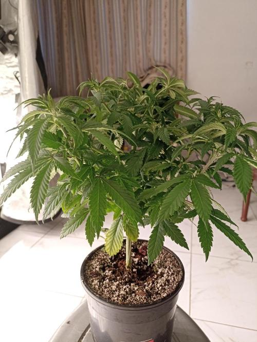 Special Kush #1. Week 9