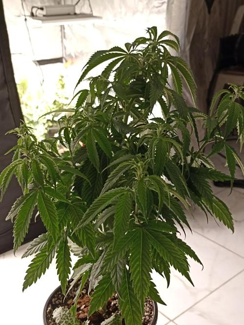 Special Kush #1. Week 9