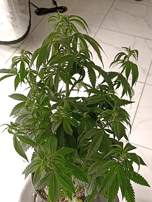 Special Kush #1. Week 9