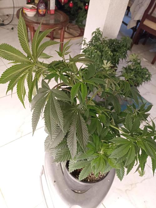 Special Kush #1. Week 9