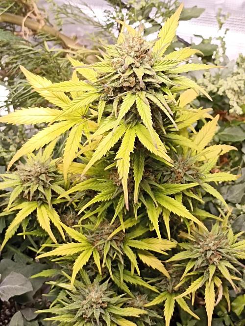 Royal Cookies 🍪 🤤. Week 11