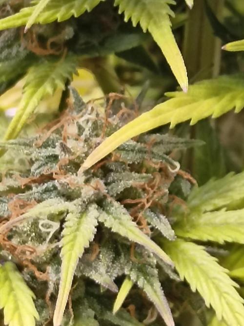 Royal Cookies 🍪 🤤. Week 11
