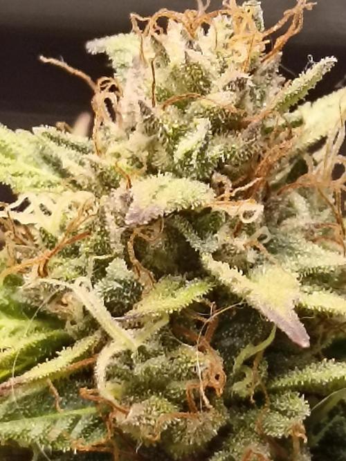 Royal Cookies 🍪 🤤. Week 11