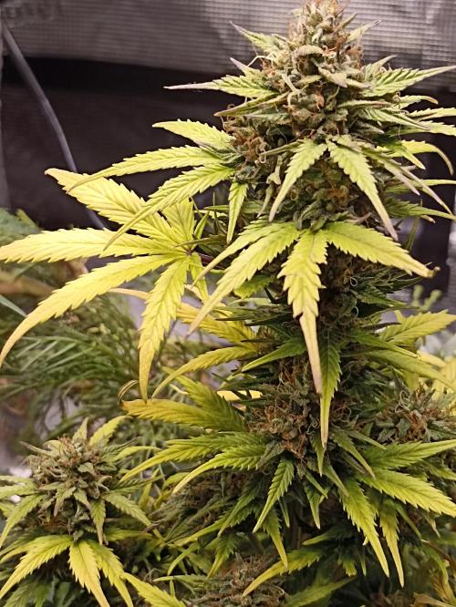 Royal Cookies 🍪 🤤. Week 11
