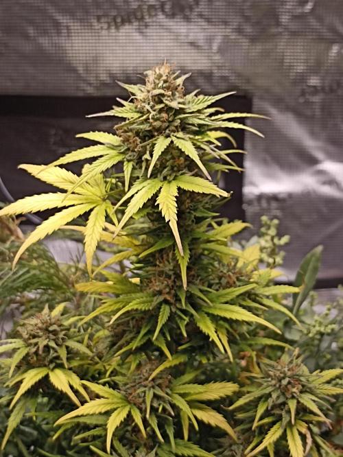 Royal Cookies Automatic. Week 11
