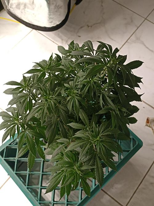 Cookies Gelato Feminized 🍪 🍦. Week 10