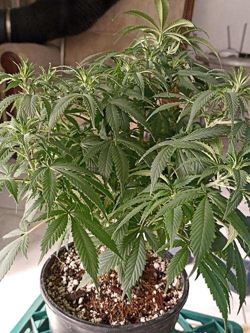 Cookies Gelato Feminized 🍪 🍦. Week 10