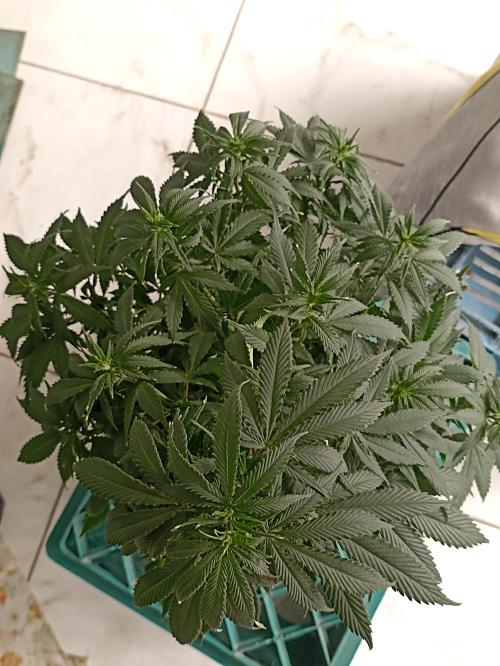 Cookies Gelato Feminized 🍪 🍦. Week 10