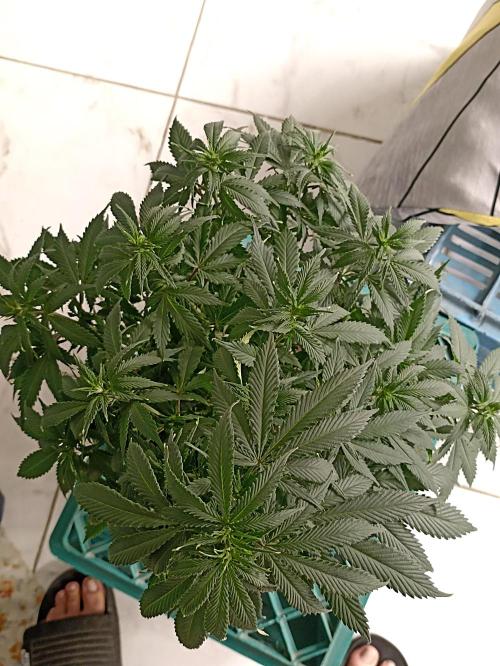 Cookies Gelato Feminized 🍪 🍦. Week 10