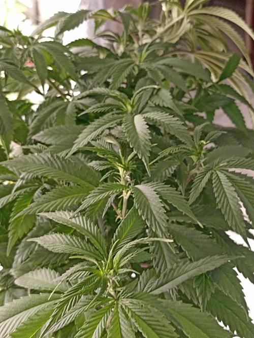 Special Kush #1. Week 10