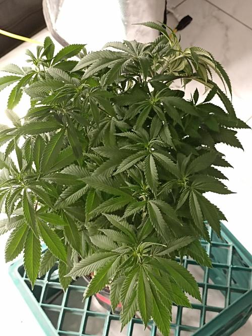 Special Kush #1. Week 10