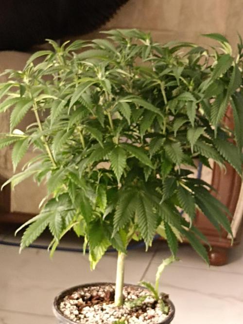 Special Kush #1. Week 10