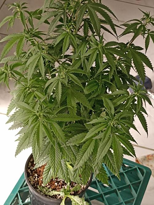 Special Kush #1. Week 10