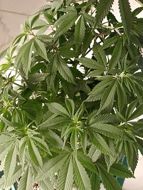 Special Kush #1. Week 10