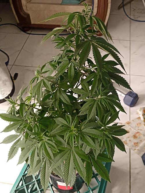 Special Kush #1. Week 10